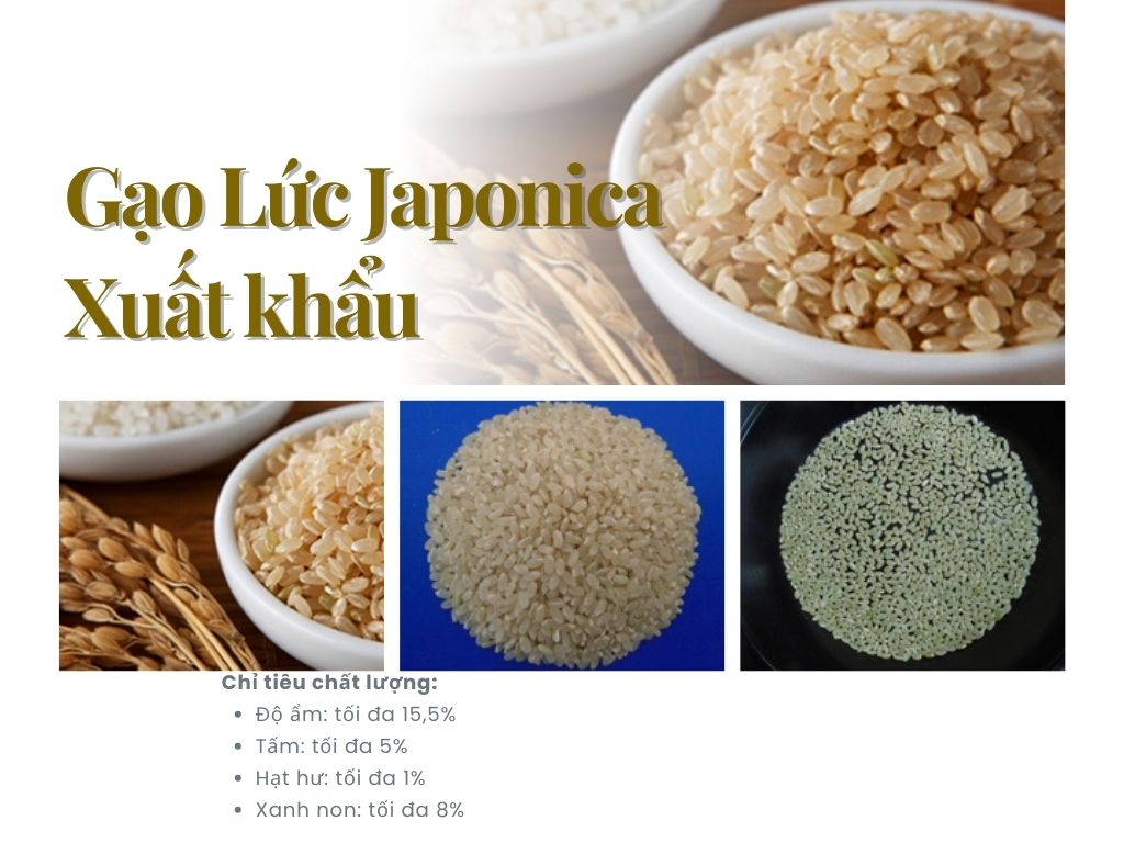 5. Gạo lức Japonica xuất khẩu